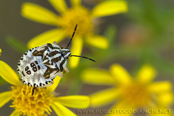 ninfa di Carpocoris